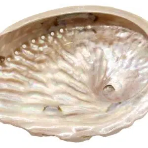 Coquille d'ormeau naturelle - 10-12cm