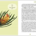 Livre : ABC : Les fleurs de Bach.