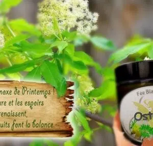 Présentation bougie Ostara.