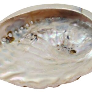 Coquille d'ormeau naturelle - 12-14 cm
