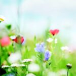 Livre : Petit précis de naturopathie.