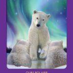 Coffret : Le tarot des animaux.