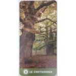 Coffret : Le tarot des arbres, de Céline Guillaume.