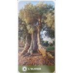 Coffret : Le tarot des arbres, de Céline Guillaume.